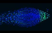 Visualisation en live de la transcription des gènes de toutes les cellules d’une plante