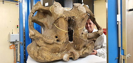 Le mammouth de Durfort étudié aux rayons X.